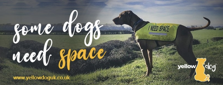 Yellow Dog Campaign – What It Is And How You Can Help