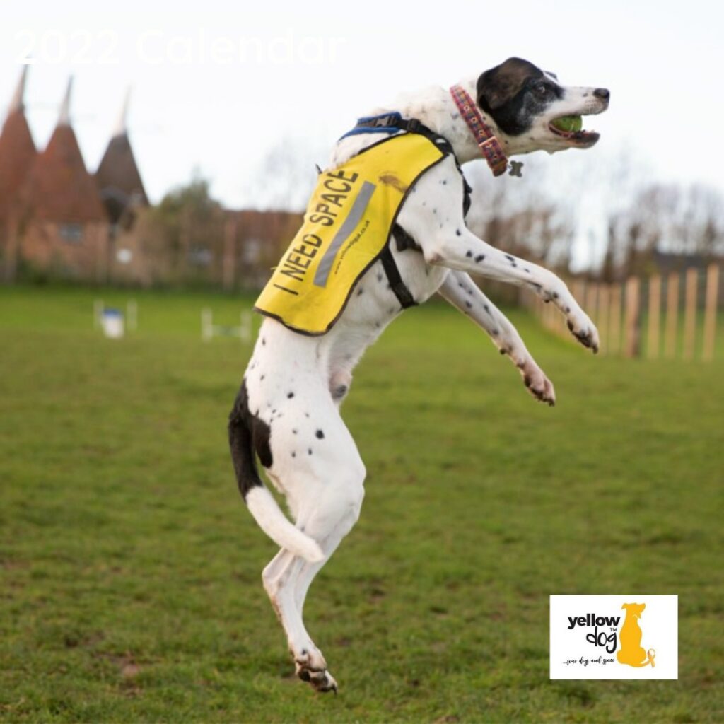 <strong><u>Which Dog Festivals Are In Your Diary For 2024?</u></strong>