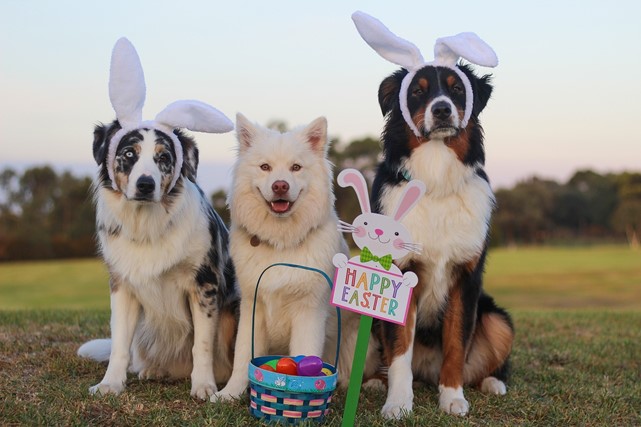 How To Have Easter Fun With Our Dogs!